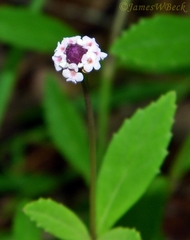 Phyla nodiflora