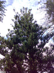 Araucaria rulei
