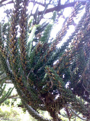 Araucaria rulei