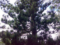 Araucaria rulei