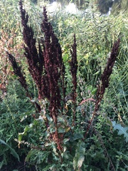 Rumex pseudonatronatus