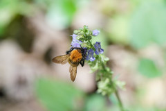 Bombus diversus