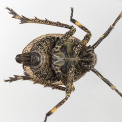 Phylloscelis pallescens