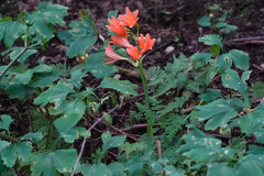 Lycoris sanguinea