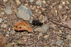 Anoplius samariensis