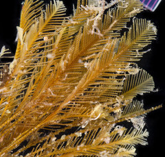 Aglaophenia latirostris