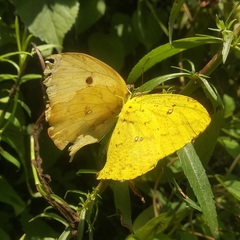 Phoebis neocypris virgo