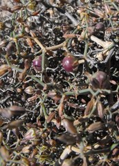 Asparagus exuvialis