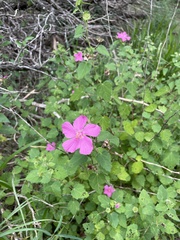 Pavonia lasiopetala