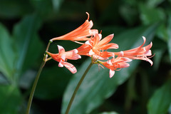 Lycoris sanguinea