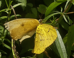 Phoebis neocypris virgo
