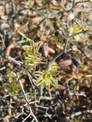 Asparagus exuvialis