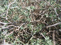 Asparagus exuvialis