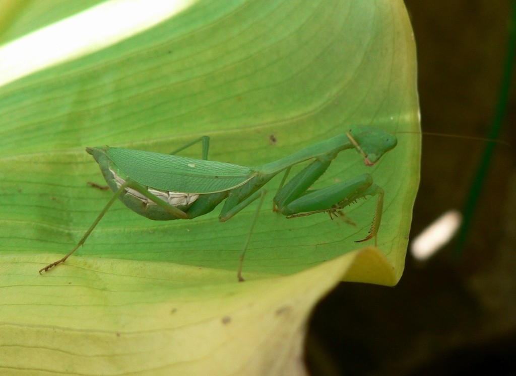 Native Mantis South African Mantis in June 2006 by Dewald du Plessis. Garden ...