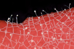 Orthopyxis compressa