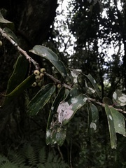 Thibaudia floribunda