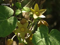 Matelea cervantesii