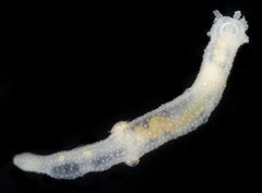 Leptosynapta