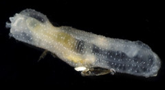 Leptosynapta