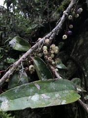 Thibaudia floribunda