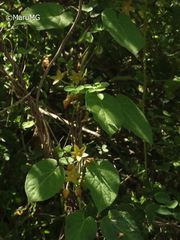 Matelea cervantesii