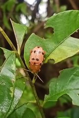 Podontia quatuordecimpunctata