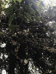 Thibaudia floribunda