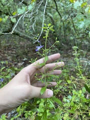 Trichostema dichotomum
