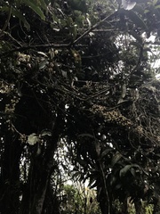 Thibaudia floribunda