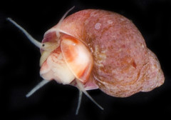 Eulithidium comptum