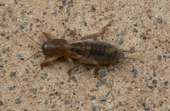 Gryllotalpa africana