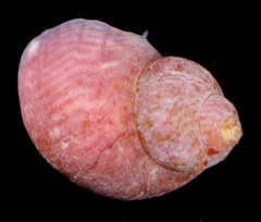 Eulithidium comptum
