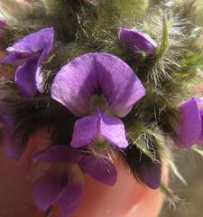 Psoralea sericea