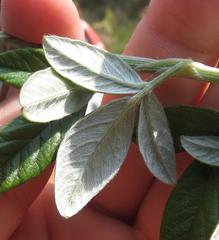 Psoralea sericea