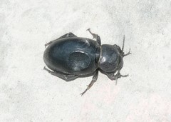 Ocnodes