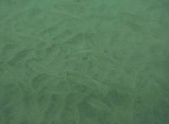 Umbrina roncador