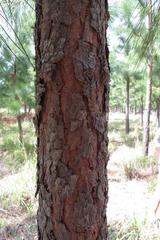 Pinus elliottii elliottii