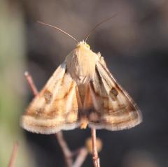 Heliothis scutuligera