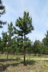Pinus elliottii elliottii