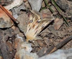 Heliothis scutuligera