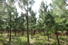 Pinus elliottii elliottii