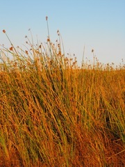 Schoenoplectus scirpoides