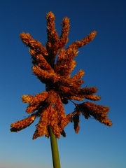 Schoenoplectus scirpoides