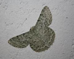 Pingasa abyssiniaria