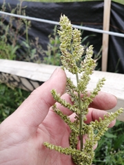 Beckmannia syzigachne