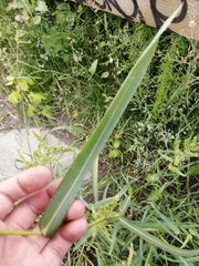 Beckmannia syzigachne