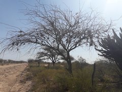 Parkinsonia praecox