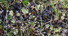 Marchantia plicata