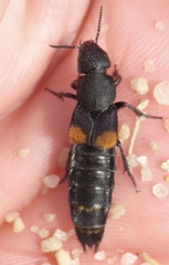 Platydracus fossator