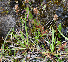 Epilobium denticulatum